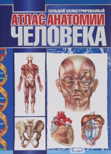 Большой иллюстрированный атлас анатомии человека (меловка)