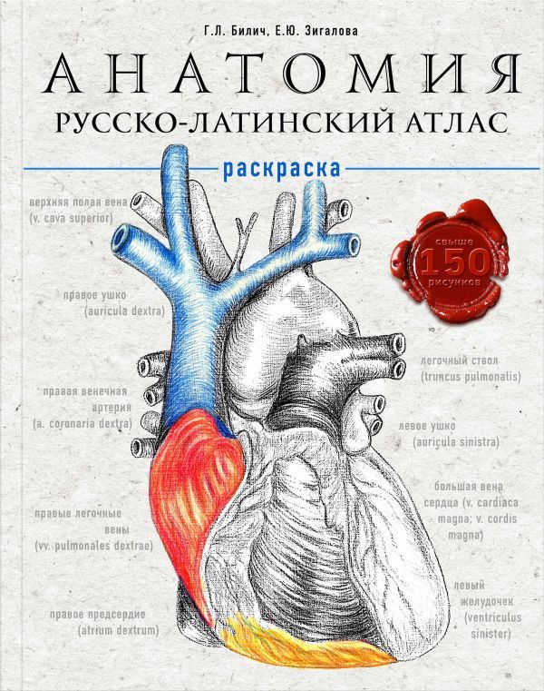 Анатомия: русско-латинский атлас