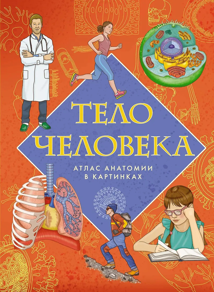 Тело человека. Атлас анатомии в картинках